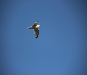 2013 10 12 DuluthWildLife  005